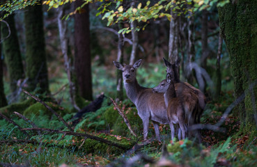 Group of young deer in woodland forest