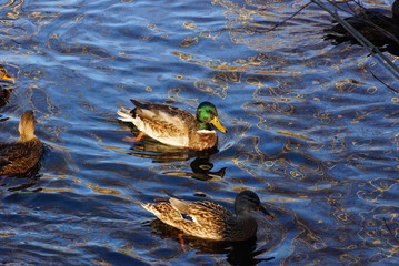 duck and drake swim in the blue water pond