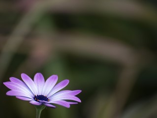 Fototapeta premium purple daisy background
