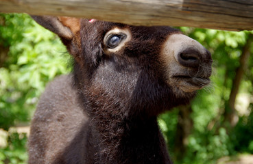 Fototapeta premium Donkey looking out of the fence