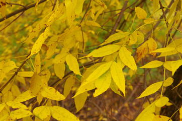 Autumn leaves are yellow in the trees