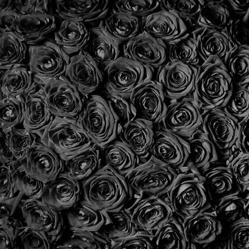 Beautiful Black Roses. Floral Background