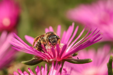 Bee portrait