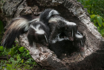 Mother Striped Skunk (Mephitis mephitis) and Kits