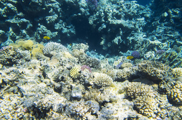 Plakat Landscape of the seabed with coral