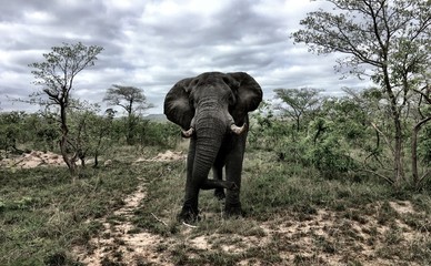 Male Elephant Kruger National Park