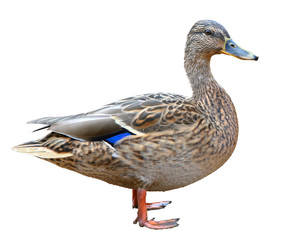Female Mallard with clipping path, standing in front of isolated on white background