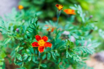 Obraz na płótnie Canvas Macro closeup of orange marigold flower in garden showing detail and texture