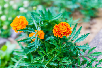 Macro closeup of orange marigold flower in garden showing detail and texture