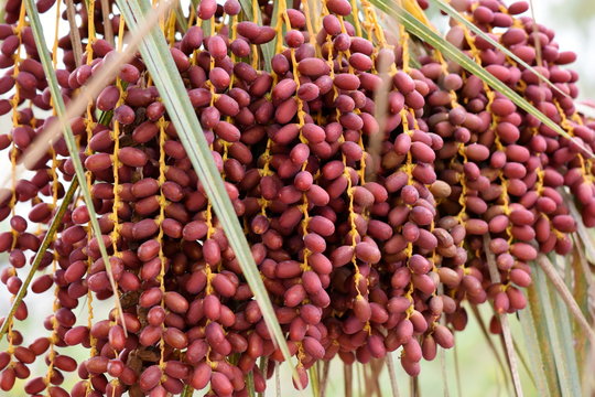 Red dates fruit on a Phoenix dactylifera 