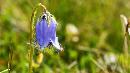 Blaue Glockenblume