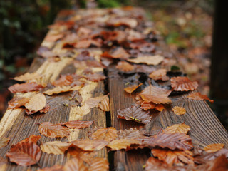 Fall leafs on a wooden bench in a park, Front in focus, 