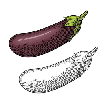 Eggplant. Vector color vintage engraved illustration isolated on white background