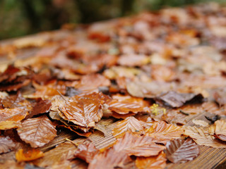 Brown and yellow leafs on a wooden table surface.