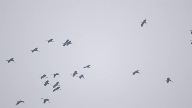 Common Cranes or Eurasian Cranes (Grus Grus) birds flying in mid air