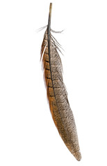 bird feather isolated on white background