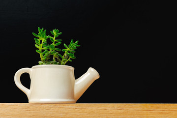 A single succulent plant potted