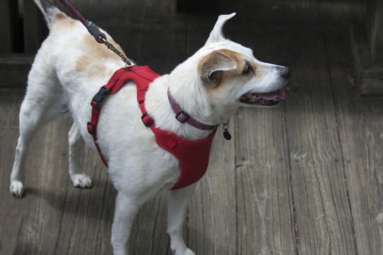 Happy Dog ~Jack Russell Terrier ~ wearing a red harness, looking interested in something to the right.