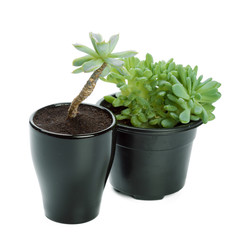 succulents plant in pot on white background