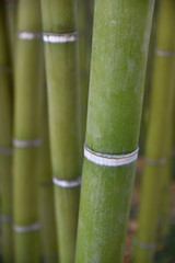Fototapeta premium Bambou vert au jardin en été
