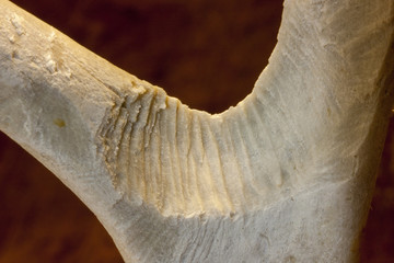 Rodent Damage on Deer Antler Macro