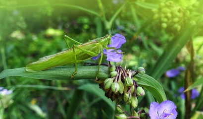 green locust sitting on a flower of Tradescantia