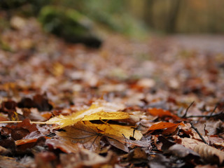 Fall time, Yellow leaf on top of brown red leafs in a park.