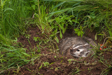 North American Badger (Taxidea taxus) Snarls Left From Burrow