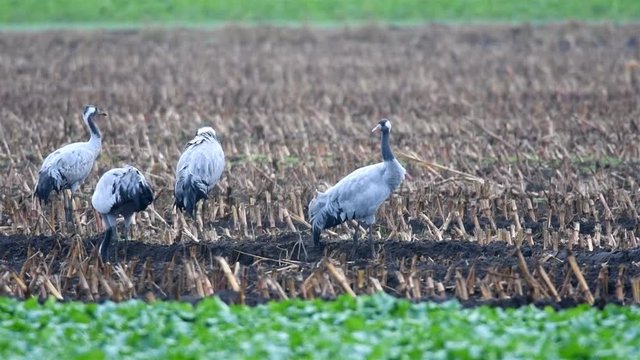 Common Cranes or Eurasian Cranes (Grus Grus) birds feeding