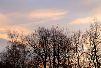 Fototapeta na wymiar Silhouettes of trees at sunset.