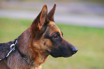 The portrait of a short-haired female German Shepherd dog posing outdoors in autumn