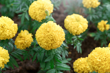 Marigolds (Tagetes erecta, Mexican marigold, Aztec marigold, African marigold)