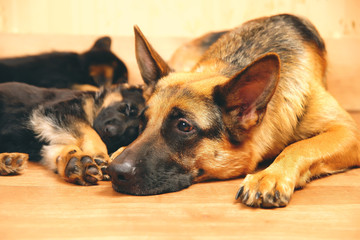 Female German Shepherd dog lying indoors next to her puppies