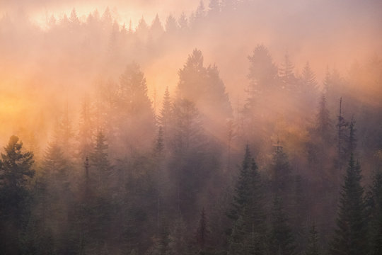 Foggy sunrise over a forest