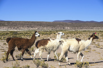 Cute llamas of Altiplano, Bolivia, South America