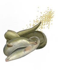 eel couple copulating digital illustration