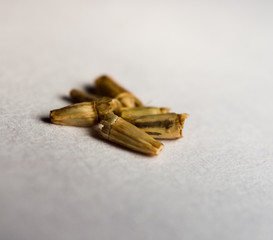graine de chicorée