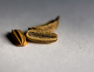 graine de fenouil