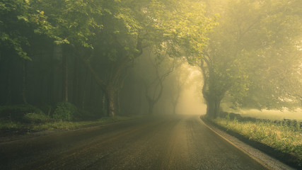 Straße mit Nebel