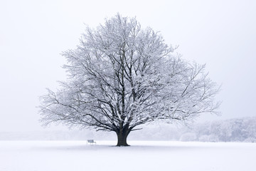 Baum Buche im Winter