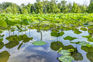 Closeup of pond surface from ground level with reflection of cloudy sky in summer in Kenilworth Park and Aquatic Gardens during Lotus and Water Lily Festival