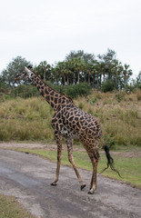 giraffe