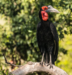 SOUTHERN GROUND HORNBILL