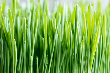 Fototapeta na wymiar Closeup of young green barley grass, selective focus