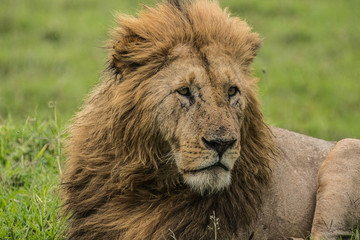 Fototapeta na wymiar LION KING