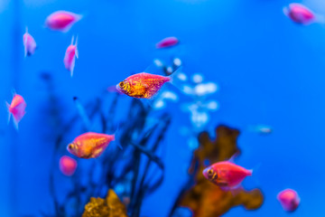 Fototapeta na wymiar Small purple, pink and orange gold fish swimming in blue aquarium macro closeup