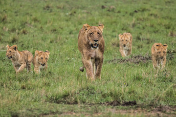 LION WITH FOUR CUBS