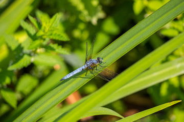 dragonfly rest on leaf