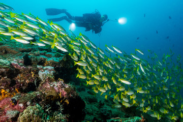 Fototapeta na wymiar scuba diver with school of bigeye snapper fish