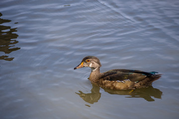 female wood duck swimming 